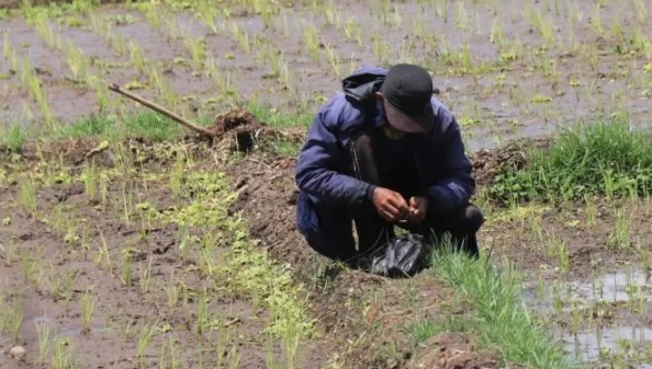 Pancing Belut di Jangrana: Senja yang Menggoda di Tengah Alam Cilacap